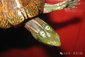 中国本土龟类大全——眼斑龟