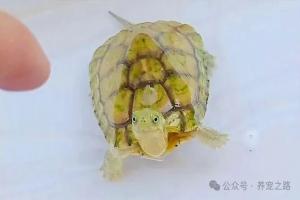 中国本土龟类大全——黄喉拟水龟