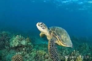 中国本土龟类大全——绿海龟