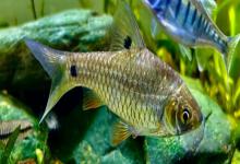 斑尾小鲃是什么鱼？