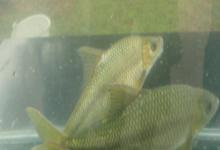 常氏四须鲃是什么鱼？