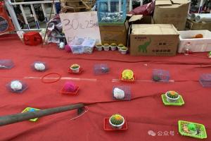 “套圈产业”中常见宠物——巴西龟