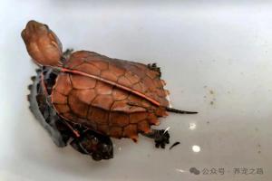 中国本土龟类大全——锯缘闭壳龟
