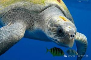 中国本土龟类大全——太平洋丽龟