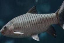 油四须鲃是什么鱼？
