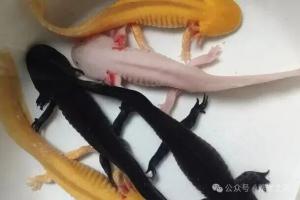 “套圈产业”中常见宠物——六角恐龙