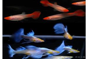 孔雀鱼应该怎么养？饲养技巧来啦。