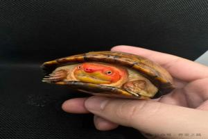 红面蛋龟:一种会脸红红的龟