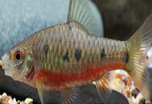 疏斑小鲃是什么鱼？