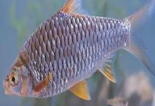 洱海四须鲃是什么鱼？