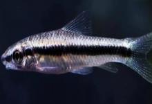 长身穗唇鲃是什么鱼？