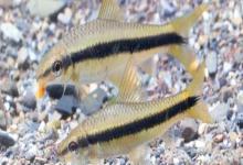 暗色穗唇鲃是什么鱼？