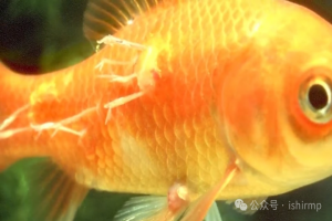 鱼友必看!18种鱼病防治指南:从白点病到烂尾,一篇搞定所有"鱼间疾苦"