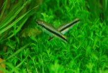 缅甸穗唇鲃是什么鱼？