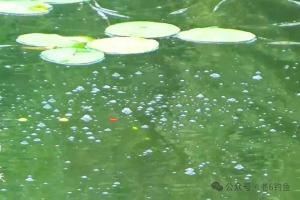 鲫鱼进窝的3个“暗号”!看懂一个立马下竿,大板鲫一钓一个准