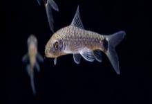 网纹穗唇鲃是什么鱼？
