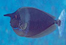 短吻鱼是什么鱼？