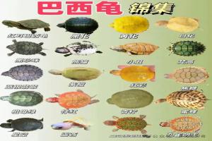 巴西龟品种大全,巴西龟,品种太多了。