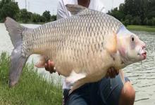 哈氏方口魮是什么鱼？