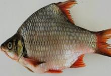 红鳍方口魮是什么鱼？