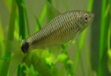 彩花穗唇鲃是什么鱼？