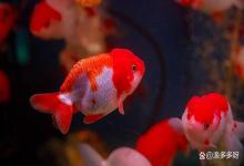 鱼缸水发白雾蒙蒙，硝化系统崩溃了咋办？来看我是怎么拯救鱼缸的