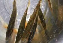 丘北金线鲃是什么鱼？