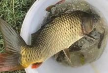 传统钓七星漂的调钓精髓！学会这3招，野钓优势远超台钓！