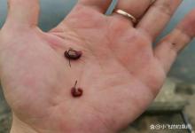 新手钓鱼，不要只会挂蚯蚓死守，用这个小方法鱼获能翻倍