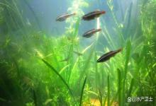 水草缸突然水浑了怎么办？水草缸开缸后水浑浊怎么办？新手必看！