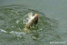 黑坑生口鱼和回锅鱼的主要区别