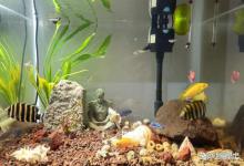 鱼缸亚硝酸盐高只换水有用吗？别瞎折腾，这几步才是降亚盐的关键