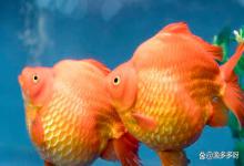 兰寿鱼缸亚硝酸盐超标，有必要24小时打氧气吗？90% 鱼友都做错