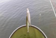 钓鱼人注意！饵料总被小白条截口？试试这3招，轻松到底钓大鱼