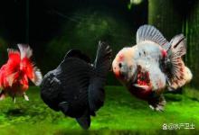 兰寿鱼缸水发白雾蒙蒙的如何解决？看这里，不用3天就能救回来