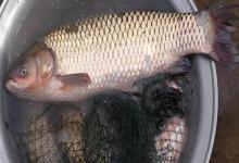 小钩细线的3个控鱼要领！装备虽然精细，但照样能搏起大鱼！