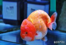 兰寿亚硝酸盐超标要不要泡亚甲基蓝？别让错误操作害死一缸鱼