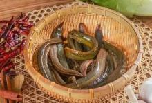 野钓必看｜十种鱼钓到别吃，尤其是野生的，细菌寄生虫多