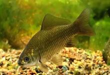 钓浅滩的4个黄金时机！不是所有浅滩都有鱼，选对时间才行！