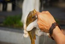 鲤鱼习性的3个认知误区！搞懂它的真面目，才能把它钓上来！