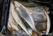 钓黄尾不能懒，这几件事做好了，鱼获肯定少不了