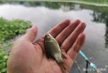 钓一两个鱼就停口？别信商家的“鬼话”，真正的原因在这里