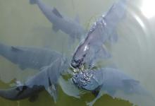 钓鱼不看风，到头一场空！新手必看的风与水流干货