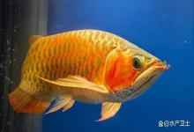 龙鱼缸亚硝酸盐太高了怎么办？鱼缸中亚硝酸盐含量超标怎么办？