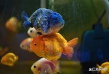 鱼缸水发白腥臭怎么解决？鱼缸水体有腥臭味发白怎么处理？