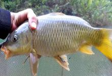 黃河鲤鱼：为何是中国最“委屈”的淡水鱼？