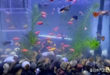 鱼缸水白、雾蒙蒙的怎么办？鱼缸死鱼后水发白雾蒙蒙的怎么处理？