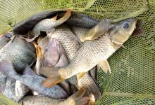 绷竿尖钓法的4个实战技巧！专钓流水活水，让死水变活鱼！