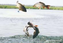 对钓鱼干扰比较大的4个因素