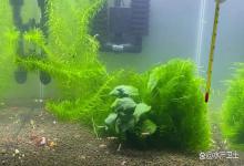 草缸水发白雾蒙蒙需要关灯吗？草缸水发白雾蒙蒙的水面有泡沫怎么办？